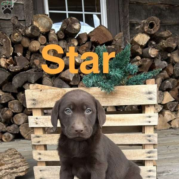 Star, Chocolate Labrador Retriever Puppy